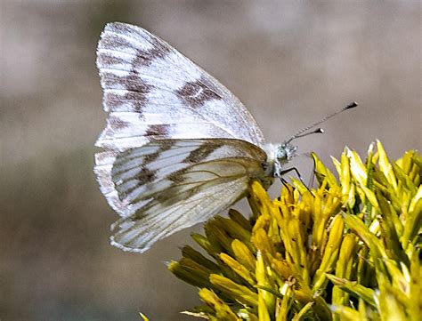 Checkered White From Cody Wyoming Tats Unis On August