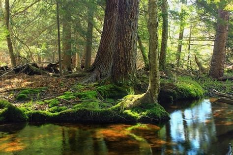 Image libre nature eau bois forêt paysage rivière ruisseau arbre