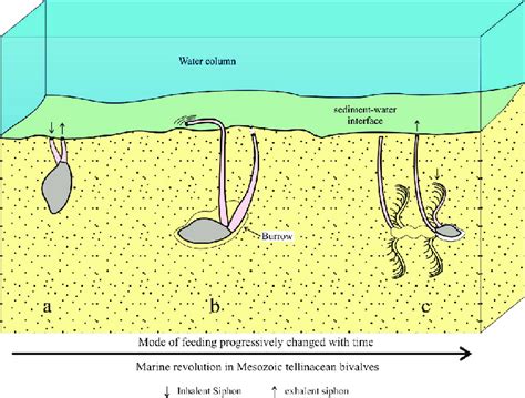 Illustration Of Tellinacean Bivalves Is Showing The Different Feeding