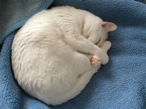 A White Cat Is Curled Up On A Blue Blanket