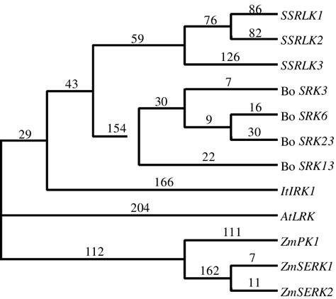 Phylogenetic Parsimony Tree Showing Relationship Between The