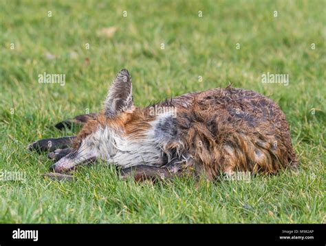 Recently Killed Fox Laying Dead On Grass By A Roadside In The Uk Stock