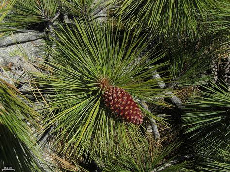 Jeffrey Pine | Medium Tree Seedling – SequoiaTrees.com