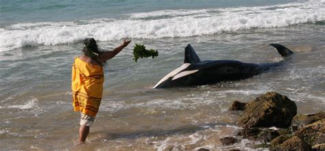 Hawaiis Unique Blackfish False Killer Whales Huffpost