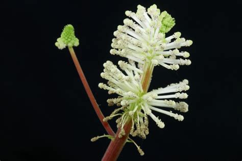 Ivy Leaf Pepper Peperomia Fraseri