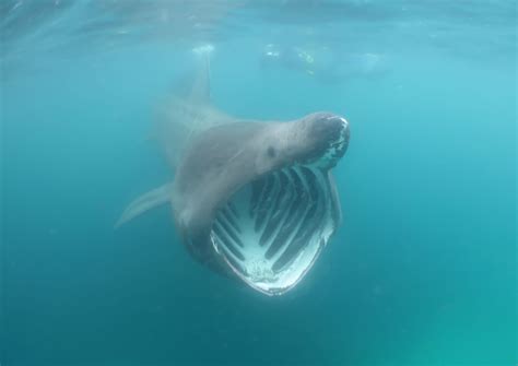 Basking sharks are the second largest fish in the ocean - Oceana Canada