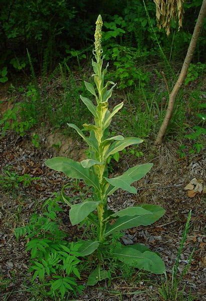 Medicinal Plants Herbs And Trees Of Missouri Missouri S Natural