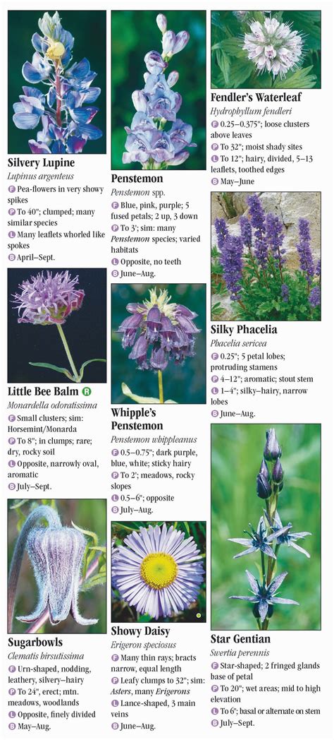 Wildflowers Of The Southern Rocky Mountains Quick Reference