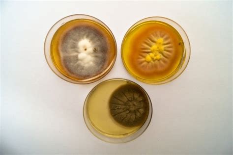 Fusarium o que é sintomas transmissão e tratamento Tua Saúde