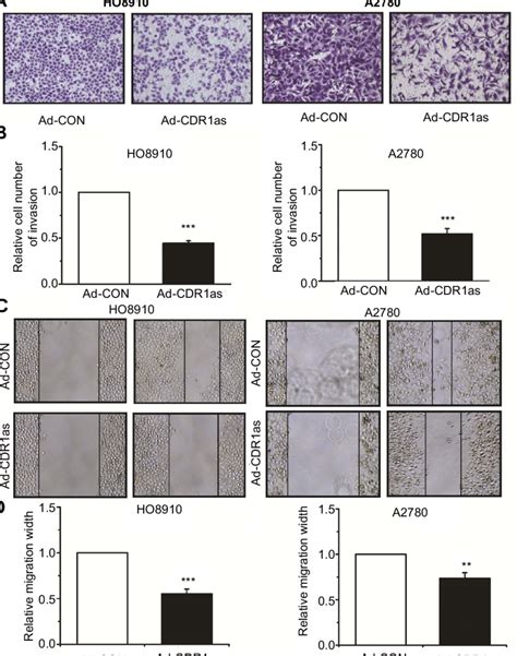 Cdr As Inhibits The Invasion And Migration Of Ovarian Cancer Cells A