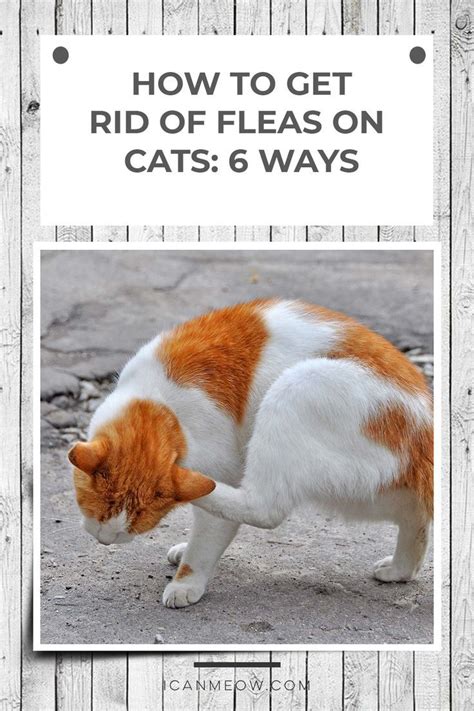 How To Get Rid Of Fleas On Cats 6 Ways Fleas Flea Repellent Cats