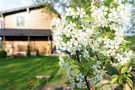 Planting Cherry Trees When How And Expert Tips Plantura