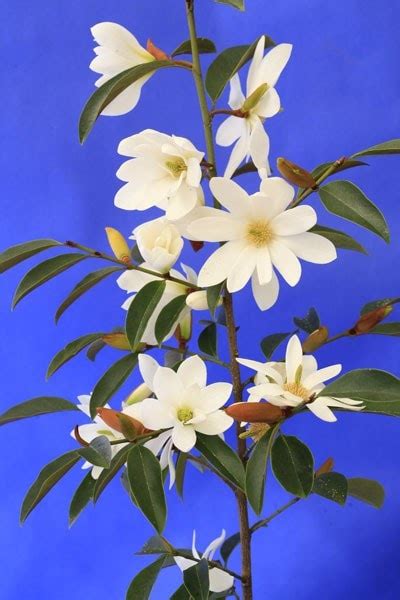 Buy Fairy Magnolia Magnolia Fairy Magnolia White Micjur05 Pbr