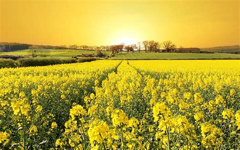 Rapeseed, Landscape, Field, Flowers, Yellow Flowers, Sunlight Wallpapers HD / Desktop and Mobile ...