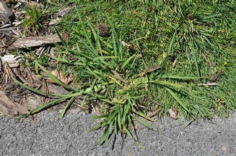 11 Common Lawn Weeds In Pennsylvania How To Identify And Control Them