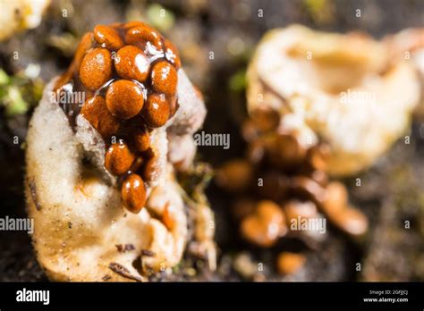 Birds Nest Fungus Nidularia Deformis Stock Photo Alamy