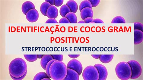 IdentificaÇÃo De Cocos Gram Positivos Streptococcus Eenterococcus