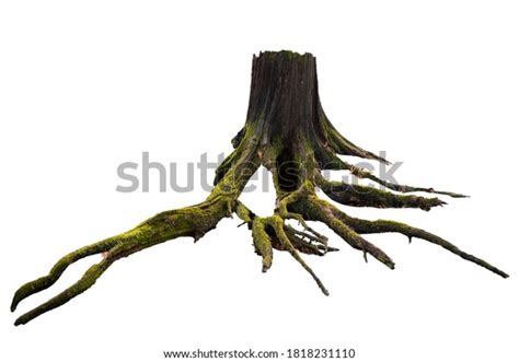 Old Tree Roots Moss Over Royalty Free Licensable Stock Photos