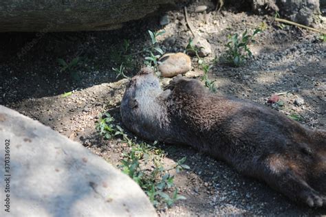 Animal and nature photos from the Schoenbrunn Zoo in Vienna Stock Photo ...