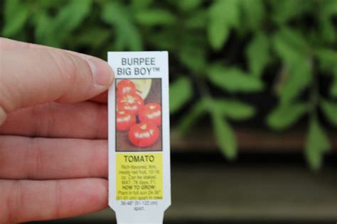 Tomato ‘burpee Big Boy F1 Wilsons Garden Center