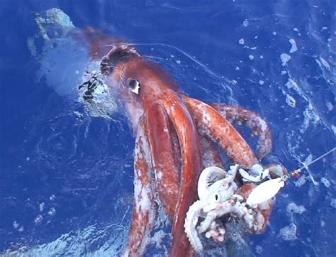 Flashback Friday Legendary Giant Squid Recorded In Rare Encounter