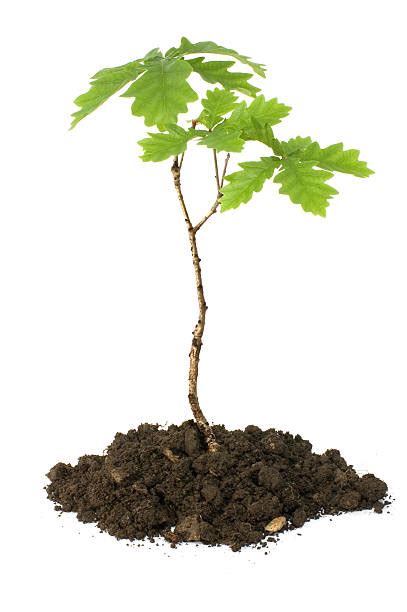 80300 Sapling Stock Photos Pictures And Royalty Free Images Istock