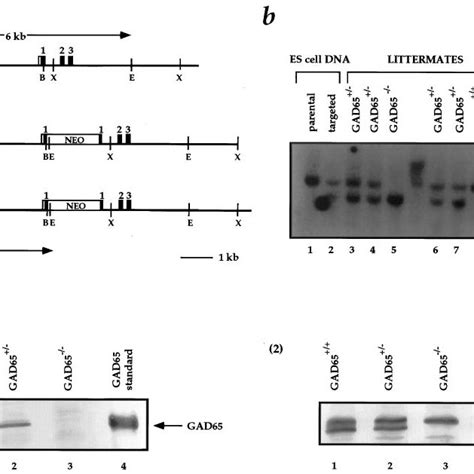 Loss of GAD65 affects apo-but not holo-GAD enzyme activity. GAD enzyme ...