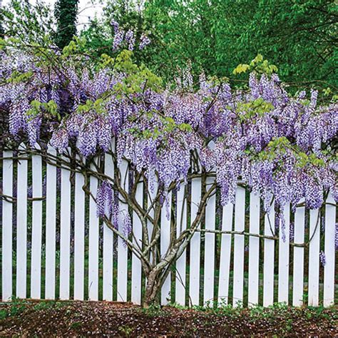 Blue Moon Reblooming Wisteria | Gurney's Seed & Nursery Co.