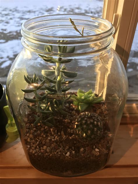 How To Build A Cactus Terrarium Craftsmumship