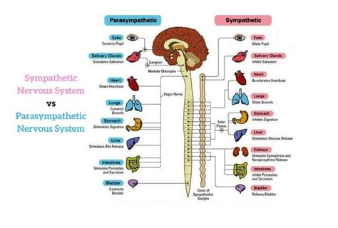 Functions of Parasympathetic nervous system, Antagonistic & Synergistic ...