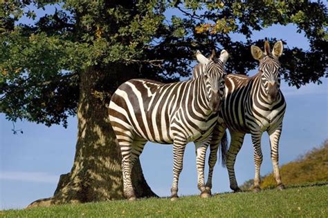 Lake District Wildlife Park, Keswick