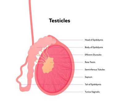 3,228 BEST Testicles IMAGES, STOCK PHOTOS & VECTORS | Adobe Stock