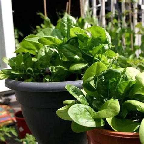 Buy Spinach All Green Desi Vegetable Seeds Online From Nurserylive At