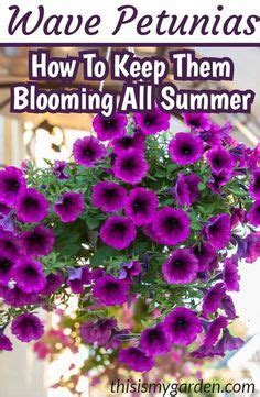 How To Keep Wave Petunias Blooming Simple Secrets To Big Blooms Artofit