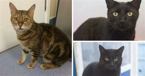 These Cats Have Been At A Rehoming Centre For A Long Time Can You