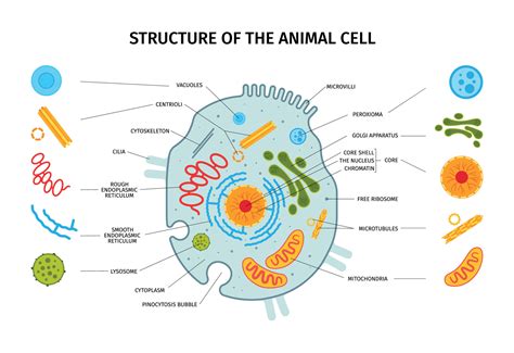 Animal Cell Structure