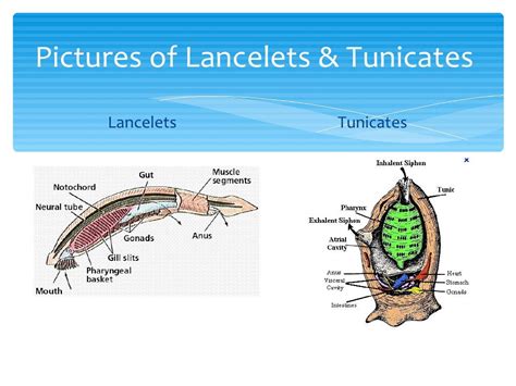 Tuncates Or Sea Squirts And Lancelets