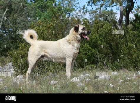 Dog Anatolian Shepherd Dog Kangal Turkish Karabash Adult Standard