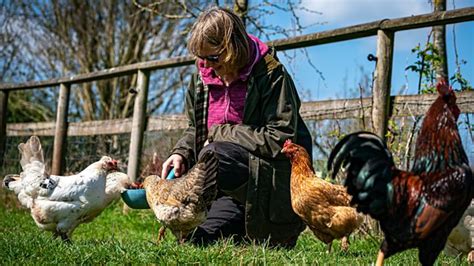 Bbc Three Counties Radio Andy Collins Lets Talk Farm Animals