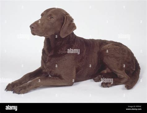 Brown Chesapeake Bay Retriever lying down Stock Photo - Alamy