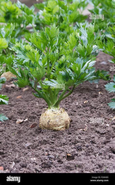 Apium Graveolens Celeriac Monarch In A Vegetable Patch Stock Photo Alamy