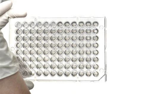 Screening The Cell Cytotoxicity By Mtt Assay In 96well Plate Stock