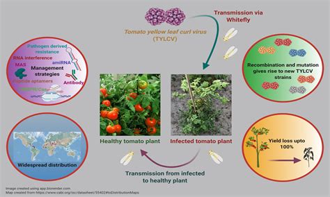 How To Tackle Tomato Yellow Leaf Curl Virus?