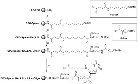 Scheme 1 Synthesis Of Peptide Rna Conjugates Reagents And Conditions