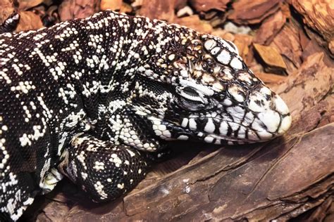 How To Set Up A Tegu Enclosure Step By Step Guide Reptile Advisor