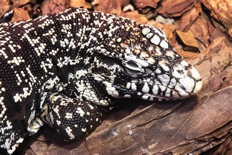 How to Set Up a Tegu Enclosure: Step-by-Step Guide - Reptile Advisor