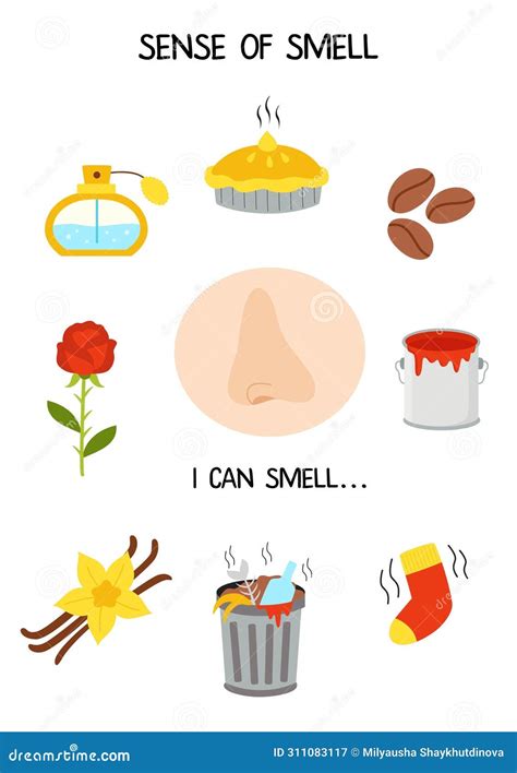 Sense Smell System Stock Illustrations 380 Sense Smell System Worksheets Library