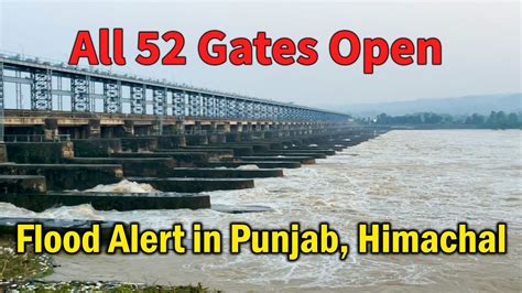 All 52 Gates Open Pong Dam Water Level Update Pong Dam News Today