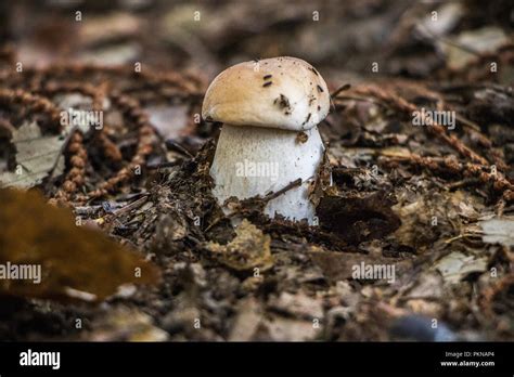 Funghi Porcini Fungi In The Woods Mushrooms Mycology Stock Photo Alamy