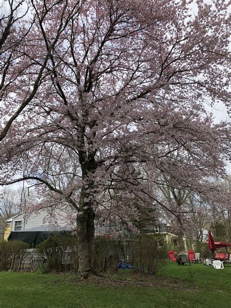 Pin By Susan Mccaslin On Plants Tree Outdoor